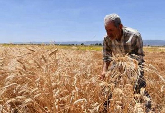 Despite pandemic, AP govt achieves record Rabi crop procurements