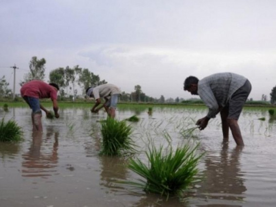 Covid-19 fails to affect kharif sowing in Karnataka
