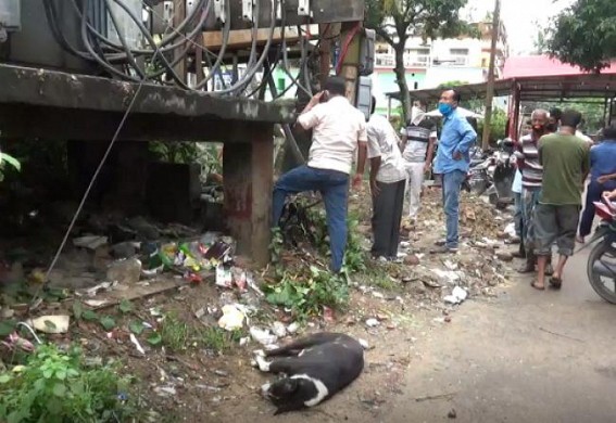 Electric lines left in deplorable shape in various parts of Agartala city, Dog dies after electric wire fell on it