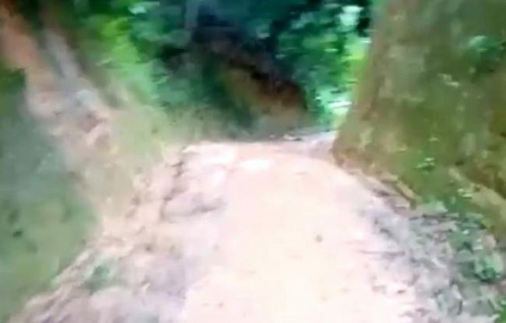 Wild elephants damaged rubber forest, tension prevails among locals Wild elephants damaged rubber forest, tension prevails among locals