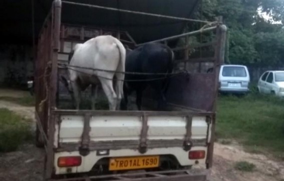 Vehicle seized with cows in Salbagan area Vehicle seized with cows in Salbagan area