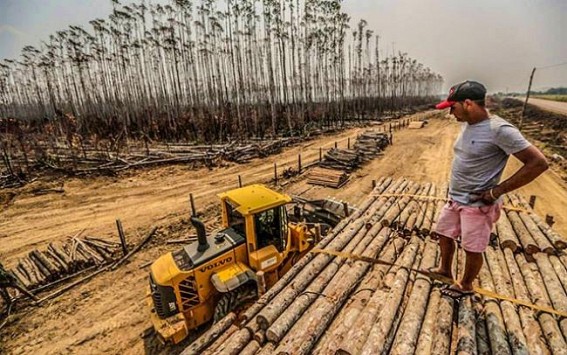 Deforestation in Brazilian Amazon grows by 34.5% Deforestation in Brazilian Amazon grows by 34.5%