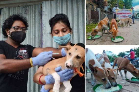Mass feeding drive for stray dogs, vaccination, adaptation of stray puppies by Pawsome Mass feeding drive for stray dogs, vaccination, adaptation of stray puppies by Pawsome