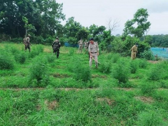 2 lakhs Ganja plants destroyed, Yaba, Heroin seized