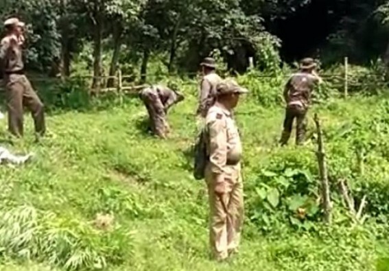 Massive Ganja Plantations destroyed jointly by Madhupur PS and TSR Jawans Massive Ganja Plantations destroyed jointly by Madhupur PS and TSR Jawans
