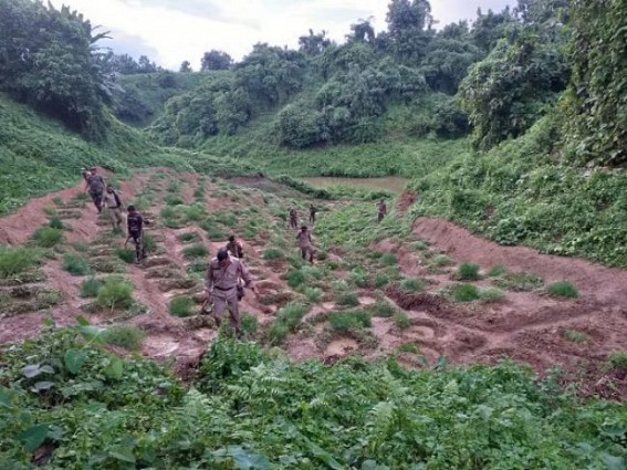 Massive Ganja Plantations destroyed jointly by Madhupur PS and TSR Jawans