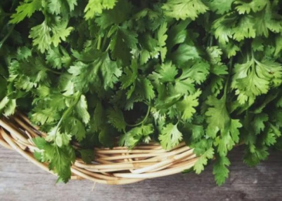 High vegetable prices in Tripura : Coriander Rs. 2,000 P/K, Chili Rs. 150 P/K High vegetable prices in Tripura : Coriander Rs. 2,000 P/K, Chili Rs. 150 P/K