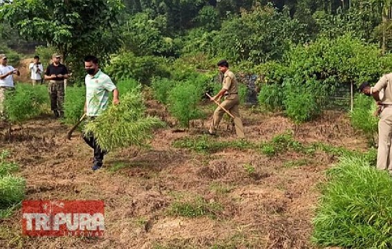 Illegal Ganja Plantation destroyed by Birganj PS Police 