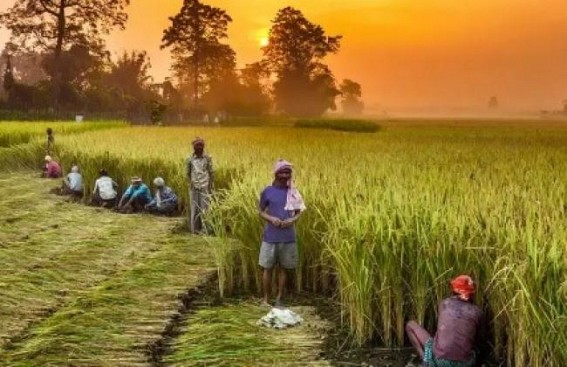 Govt official cites 5 benefits of contract farming law Govt official cites 5 benefits of contract farming law