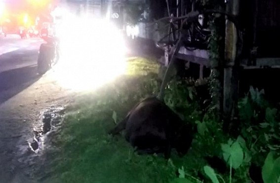 After Dog, now a Cow died before Police HQ after contacted with 'uncovered' Transformer