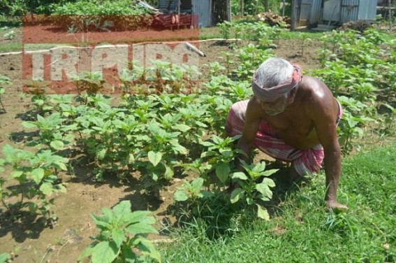 Farmers left devastated as rain, storm damaged crops