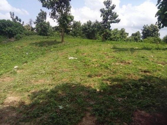 Massive Ganja Plantations destroyed jointly by Madhupur PS and Sepahijala forest dept Massive Ganja Plantations destroyed jointly by Madhupur PS and Sepahijala forest dept