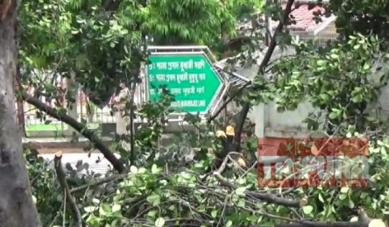 Big trees fallen across the capital city Agartala, public movement disrupted