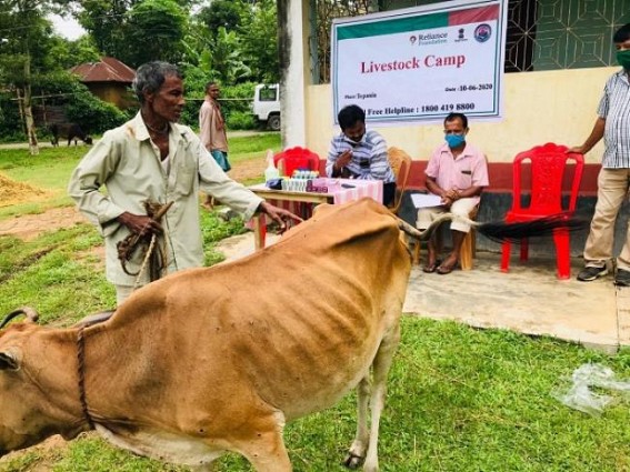 Livestock Farmers get advisories and benefits from Reliance Foundation Livestock Farmers get advisories and benefits from Reliance Foundation