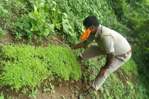 Massive numbers of Ganja plants were destroyed by Police in Bishalgarh Massive numbers of Ganja plants were destroyed by Police in Bishalgarh