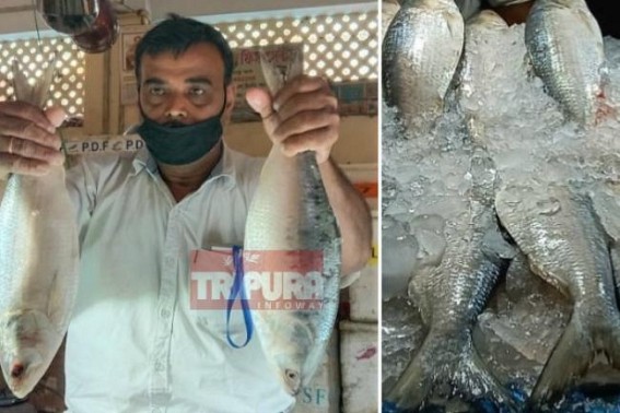Hilsa Fish price shoots up to Rs. 1600 to Rs. 2000 in Agartala ahead of ‘Jamai Shashthi’ : Chicken, mutton rates also heated up markets Hilsa Fish price shoots up to Rs. 1600 to Rs. 2000 in Agartala ahead of ‘Jamai Shashthi’ : Chicken, mutton rates also heated up markets