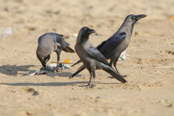Bird flu: Alert in Gurugram after 11 crows found dead