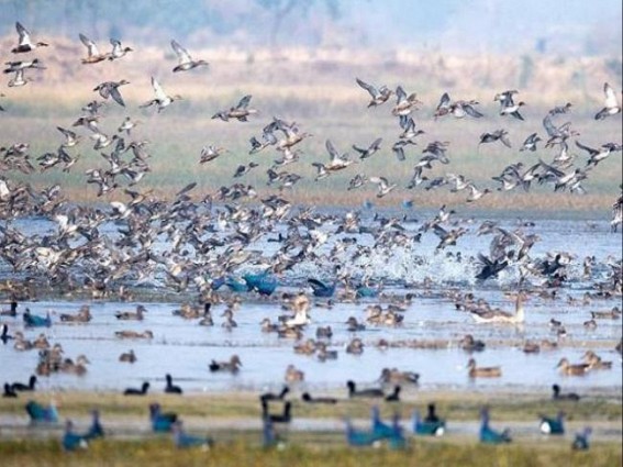 Bird flu: 1,500 crows, birds found dead in MP so far Bird flu: 1,500 crows, birds found dead in MP so far
