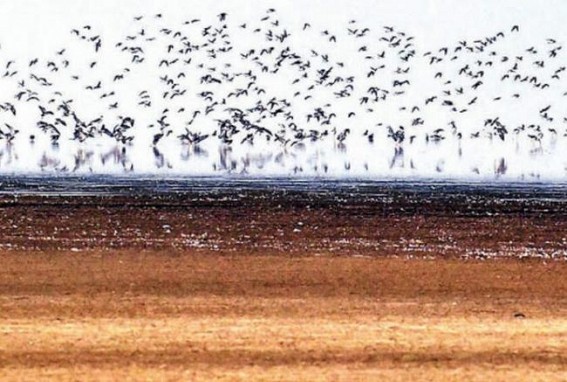 Don't feed migratory birds: Announcements in Varanasi Don't feed migratory birds: Announcements in Varanasi