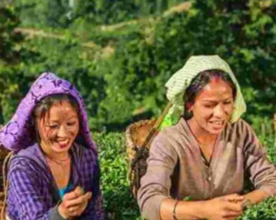 Ahead of polls, BJP hikes daily wages of tea garden workers in Assam