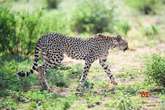 S.African city warns visitors, residents of escaped cheetah S.African city warns visitors, residents of escaped cheetah