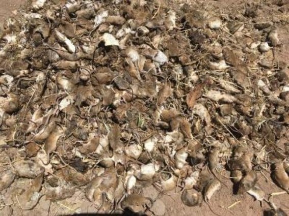 Australian farmers to get relief package for mouse plague