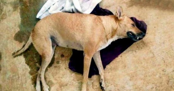 2 held in Delhi for beating stray dog to death 2 held in Delhi for beating stray dog to death