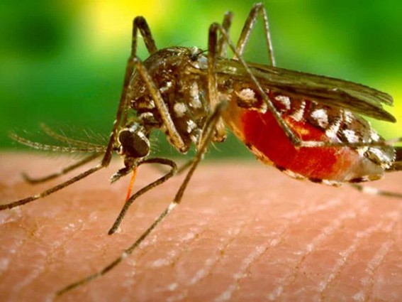 30 more Zika virus cases found in UP's Kanpur, tally reaches 66