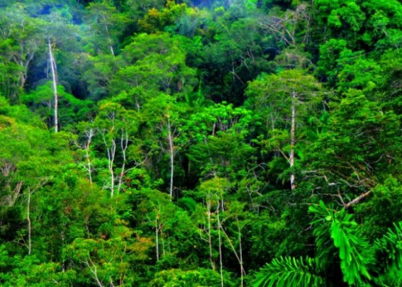 $60m funds to conserve Congo Basin, Andes-Amazon $60m funds to conserve Congo Basin, Andes-Amazon