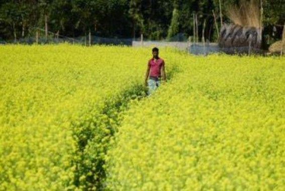 Mustard production likely to touch record 110 lakh tonnes: COOIT Mustard production likely to touch record 110 lakh tonnes: COOIT