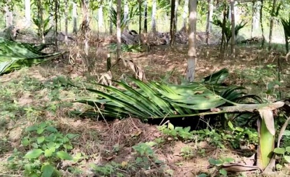 Miscreants destroyed Betel Garden of a Farmer Miscreants destroyed Betel Garden of a Farmer