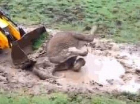 Wild elephant rescued from well in Kerala, but people protest