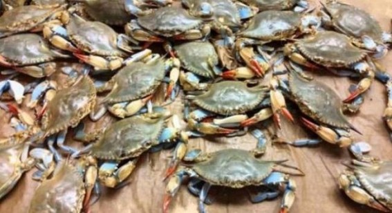 'State govts showing interest in mud crab farming'