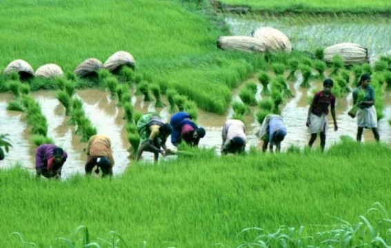 Concerns mount about kharif sowing due to uneven rainfall distribution: Crisil Research Concerns mount about kharif sowing due to uneven rainfall distribution: Crisil Research