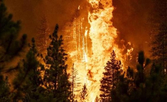 California wildfires kill thousands of giant sequoias