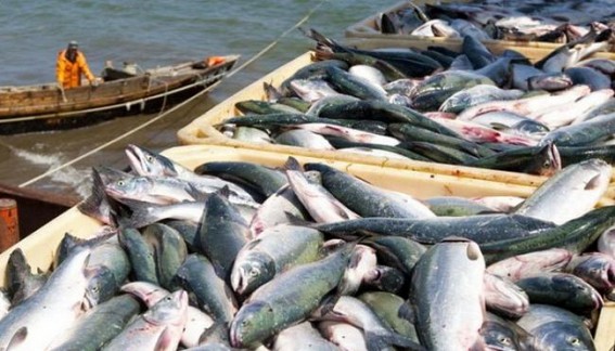 Fish exports to get boost in Varanasi Fish exports to get boost in Varanasi