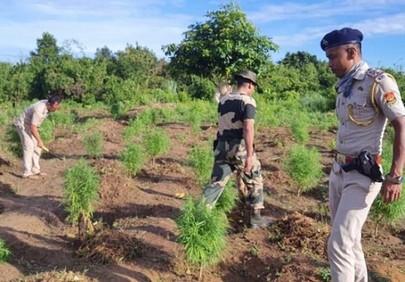 PR Bari police and BSF Jawans jointly destroyed huge amount of Cannabis