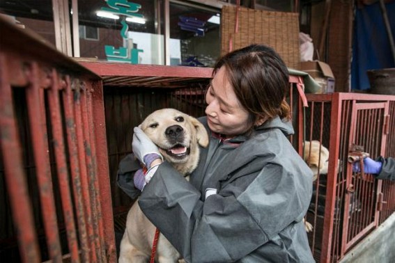 S.Korean govt to discuss dog meat consumption issue next week S.Korean govt to discuss dog meat consumption issue next week