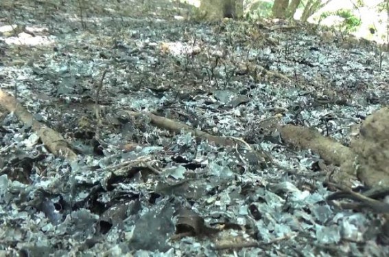 350-400 rubber trees were burnt by miscreants in Brajendranagar vill Panchayat under Kadamtala PS 350-400 rubber trees were burnt by miscreants in Brajendranagar vill Panchayat under Kadamtala PS