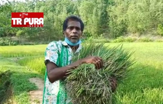 Farmers are facing huge losses over lack of water irrigation at Satchand, Sabroom Farmers are facing huge losses over lack of water irrigation at Satchand, Sabroom