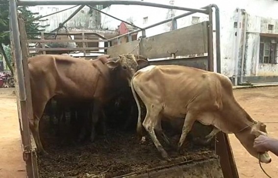 9 cows were Recovered by police while smuggling to Bangladesh : 2 Arrested 9 cows were Recovered by police while smuggling to Bangladesh : 2 Arrested