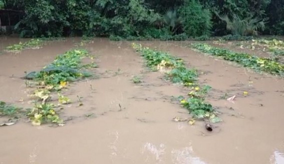 Heavy Rain devastates Tripura Farmers : Croplands gone under Water, Water Bodies overflowed washing away Cultivated Fish 