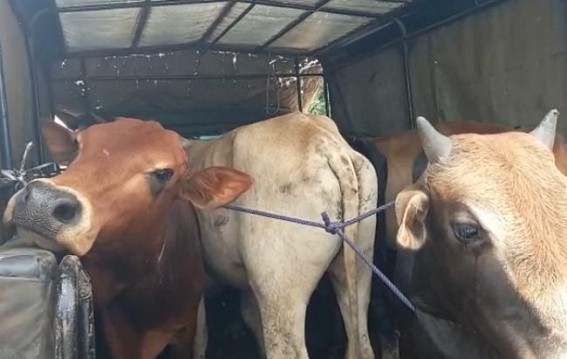 Cattle smugglers along with seven cows were caught by BSF at Kadamtala Cattle smugglers along with seven cows were caught by BSF at Kadamtala