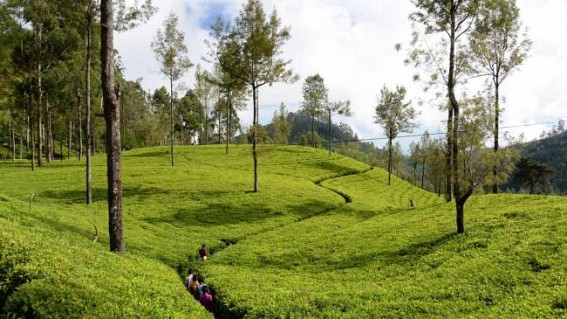 Sri Lanka to provide free tea plants to boost growth