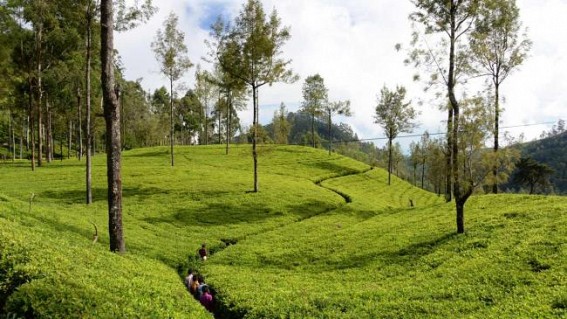 Sri Lanka to provide free tea plants to boost growth Sri Lanka to provide free tea plants to boost growth