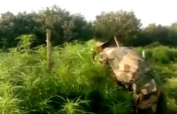 Police and TSR Jawans jointly destroyed massive amount of cannabis Police and TSR Jawans jointly destroyed massive amount of cannabis