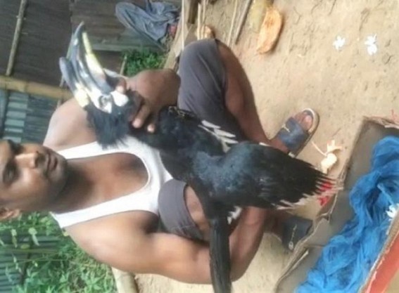 Person booked for killing Hornbill bird at Kalyanpur Person booked for killing Hornbill bird at Kalyanpur