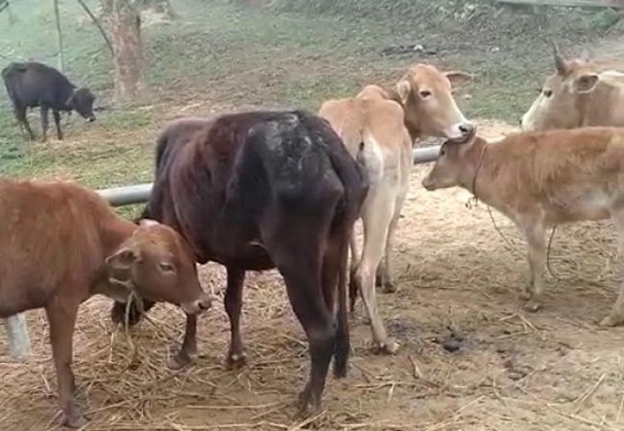 Rampant drug, cattle and illegal smuggling in border areas Rampant drug, cattle and illegal smuggling in border areas