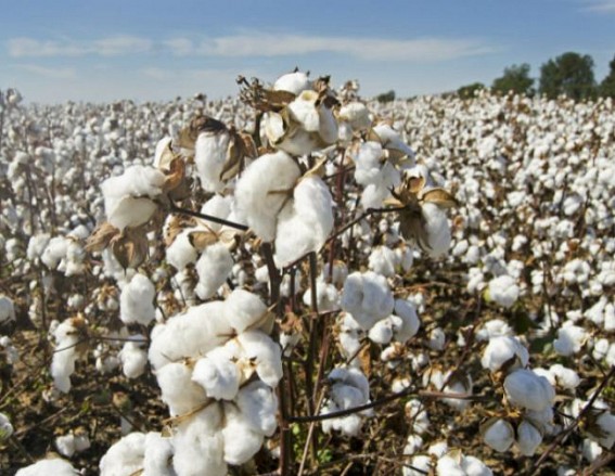 Cotton import duty cut may help Pak-China, spur Indian farmers' suicides, warns Maha panel