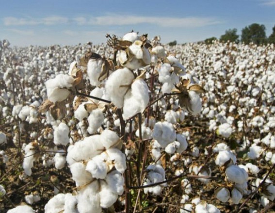 Cotton import duty cut may help Pak-China, spur Indian farmers' suicides, warns Maha panel Cotton import duty cut may help Pak-China, spur Indian farmers' suicides, warns Maha panel